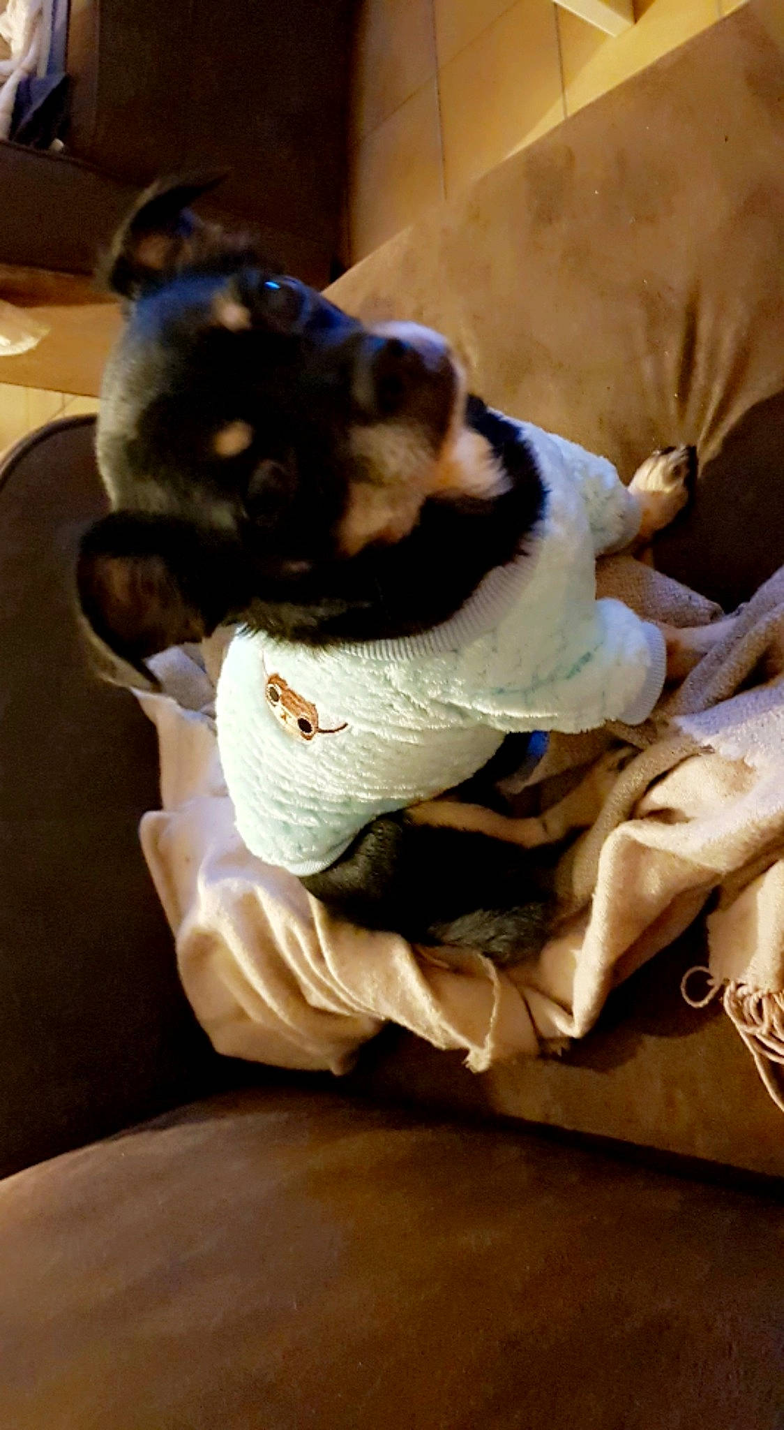 Léon participe au concours pour gagner de l'argent avec cette photo : canidae, carnivore, comfort, companion_dog, dog, dog_breed, fawn, felidae, fur, hardwood, linens, nap, small_to_medium_sized_cats, snout, sporting_group, tail, toy_dog, whiskers, wood, working_animal