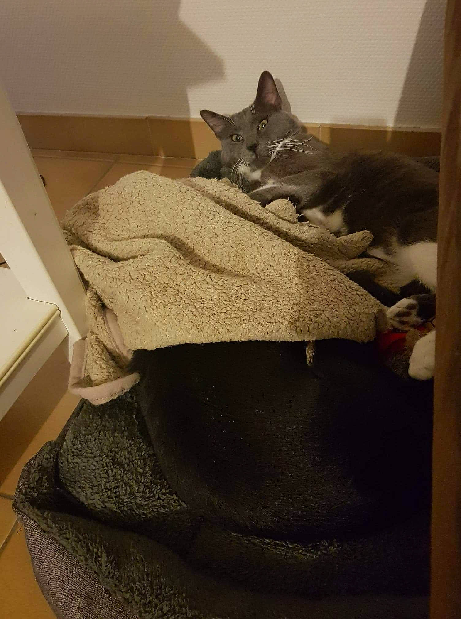 Léon participe au concours pour gagner de l'argent avec cette photo : art, bedding, carnivore, cat, comfort, domestic_short_haired_cat, felidae, flooring, fur, grey, linens, pattern, room, sleeve, small_to_medium_sized_cats, tail, whiskers, wood, wool, woolen