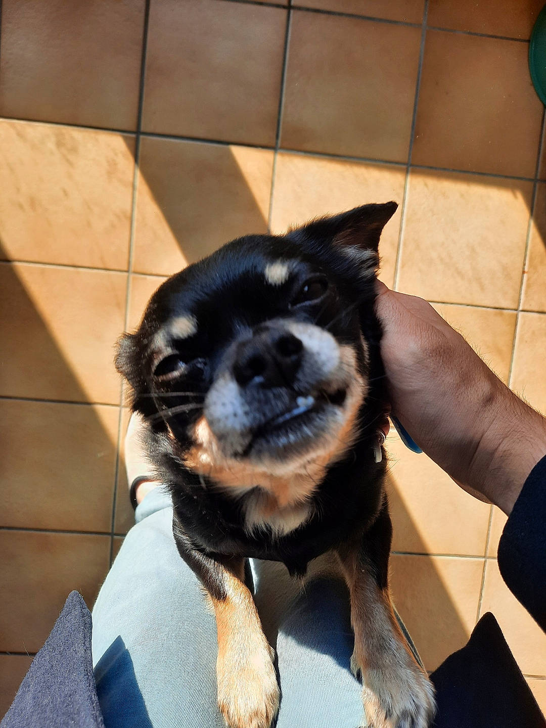 Léon a rejoint le concours — aidez-le/la à gagner de superbes lots ! canidae, carnivore, companion_dog, dog, dog_breed, ear, electric_blue, fawn, flooring, fur, gesture, guard_dog, mammal, paw, snout, sporting_group, toy_dog, whiskers, working_animal, working_dog