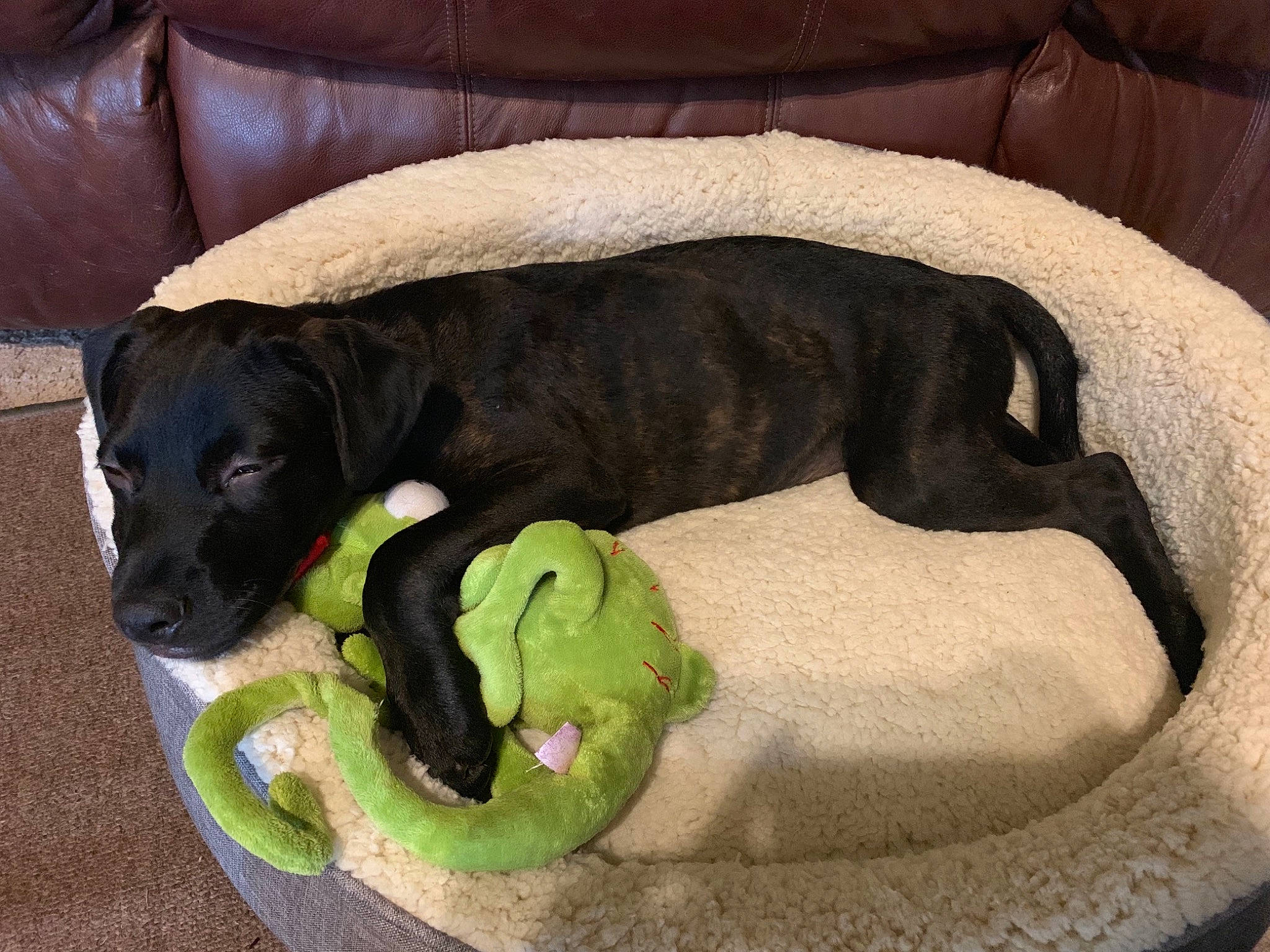 Catfish is registered to the contest to win money with this photo: beagador, borador, canidae, carnivore, companion_dog, dog, dog_bed, dog_breed, dog_toy, guard_dog, mammal, puppy, sporting_group