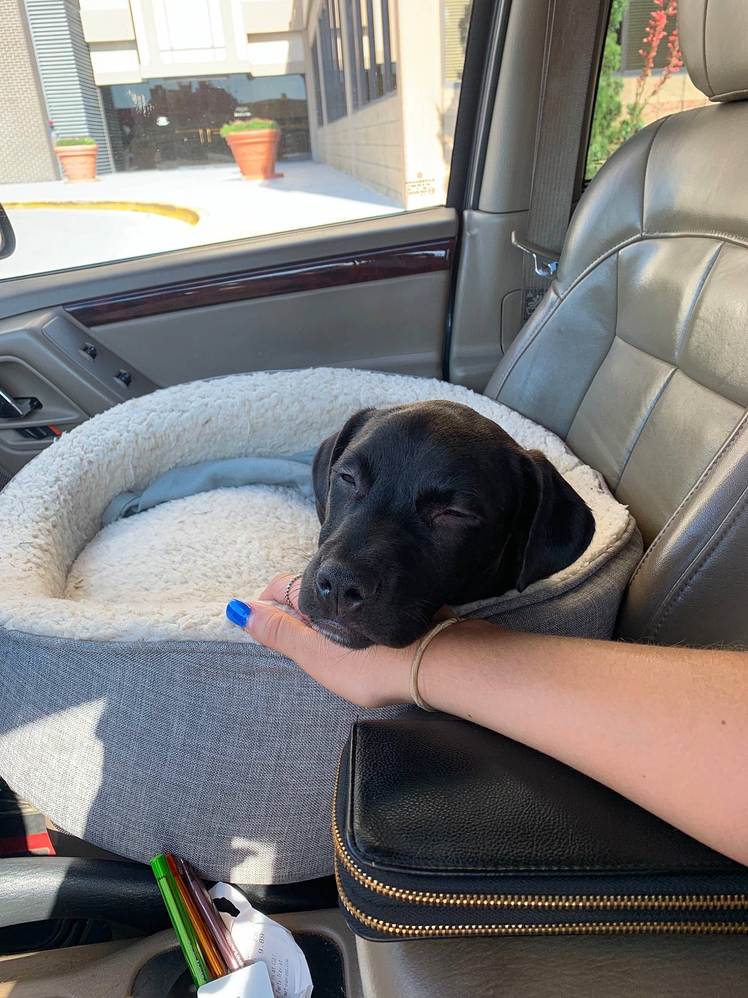 Catfish is registered to the contest to win money with this photo: auto_part, canidae, car, carnivore, dog, dog_breed, labrador_retriever, retriever, snout, sporting_group, steering_wheel, vehicle