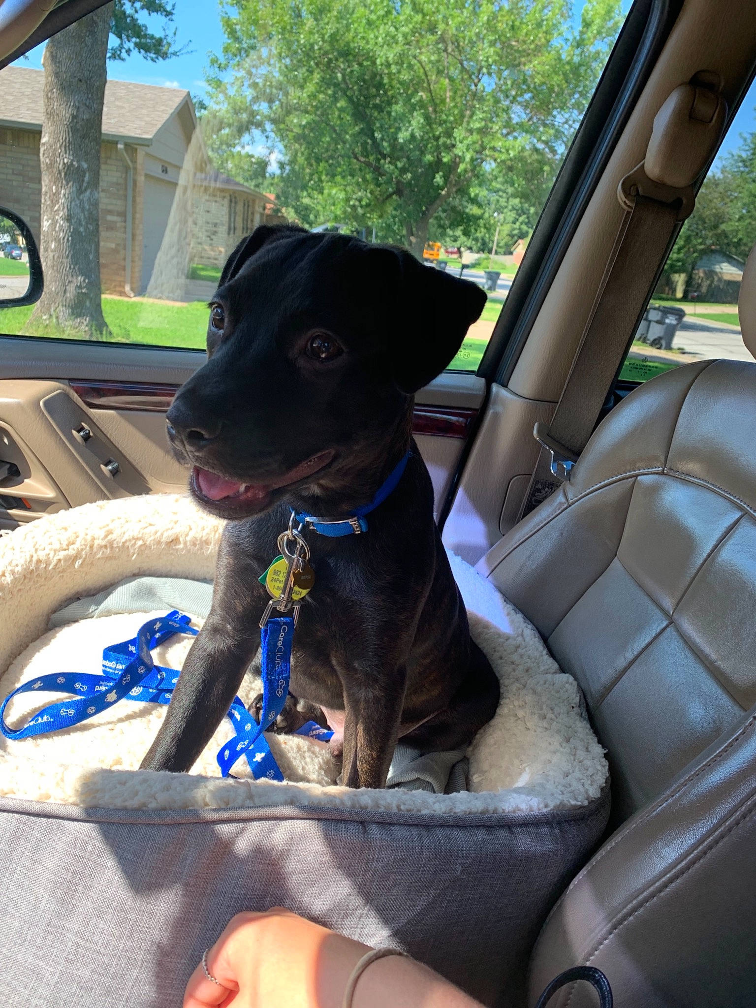 Catfish joined the competition — help win amazing prizes! canidae, carnivore, companion_dog, dog, dog_breed, patterdale_terrier, plant, puppy, sporting_group