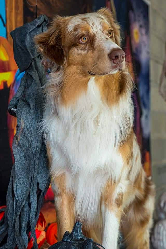 Olympe a rejoint le concours — aidez-le/la à gagner de superbes lots ! canidae, carnivore, collar, companion_dog, dog, dog_breed, dog_collar, dog_supply, fashion_accessory, fawn, fur, leash, liver, pet_supply, snout, spaniel, sporting_group, toy_dog, whiskers, working_dog