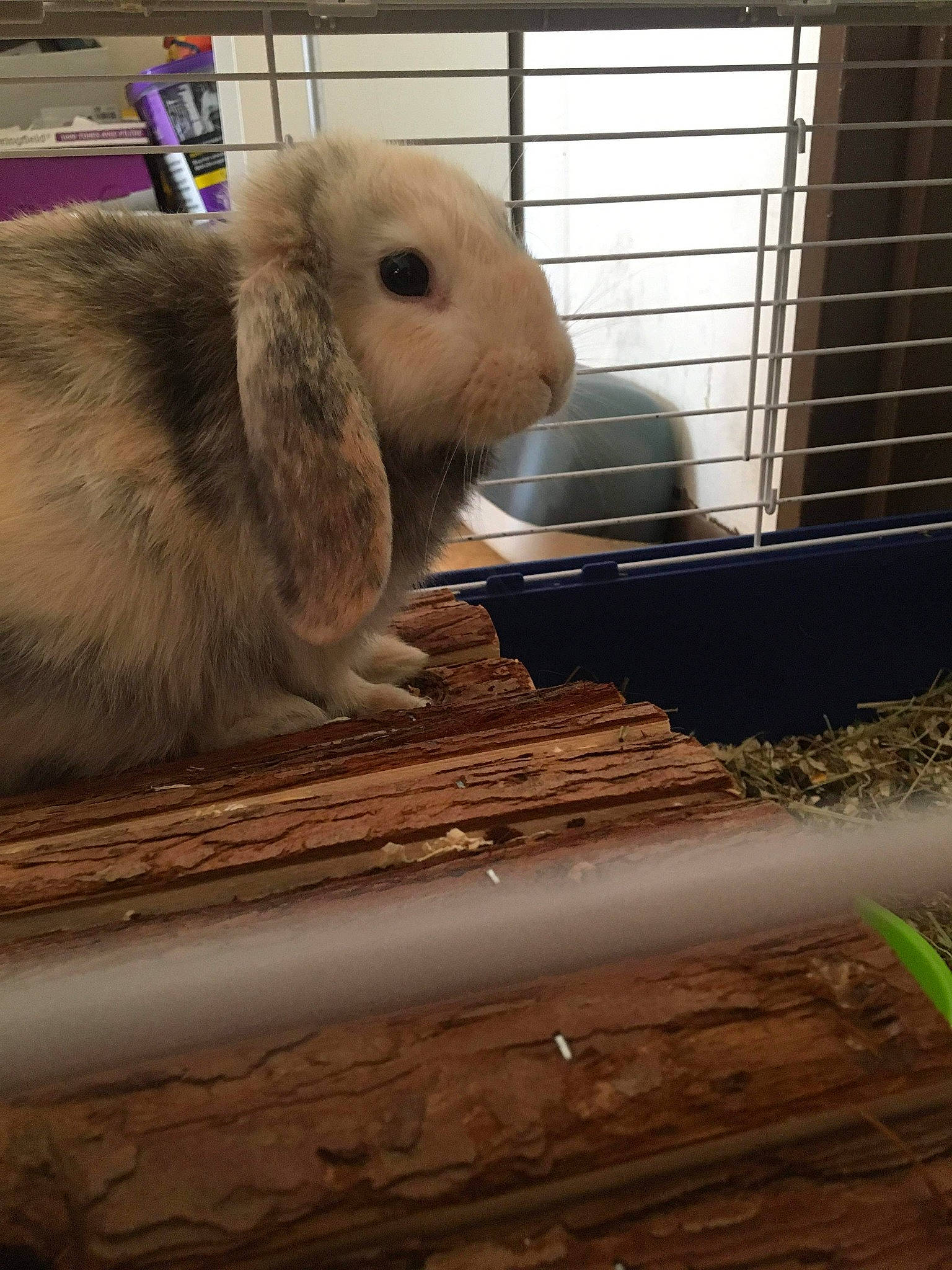 Maurice participe au concours pour gagner de l'argent avec cette photo : animal_shelter, cage, domestic_rabbit, ear, fawn, fur, gerbil, hamster, mammal, organism, rabbit, rabbits_and_hares, skin, snout, vertebrate, whiskers, wood