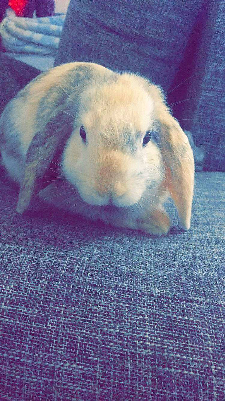 Maurice participe au concours pour gagner de l'argent avec cette photo : domestic_rabbit, ear, fawn, guinea_pig, hare, rabbit, rabbits_and_hares, skin