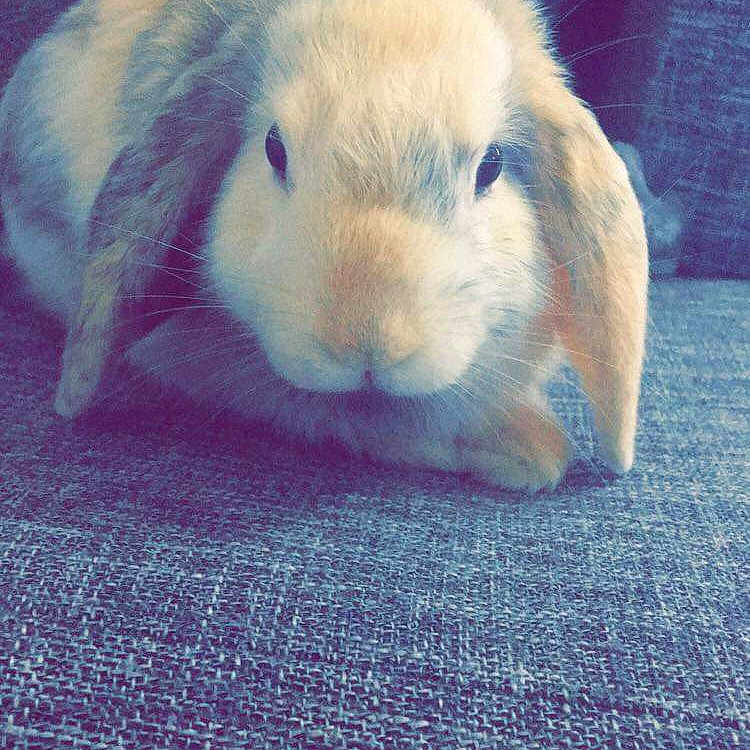 Maurice