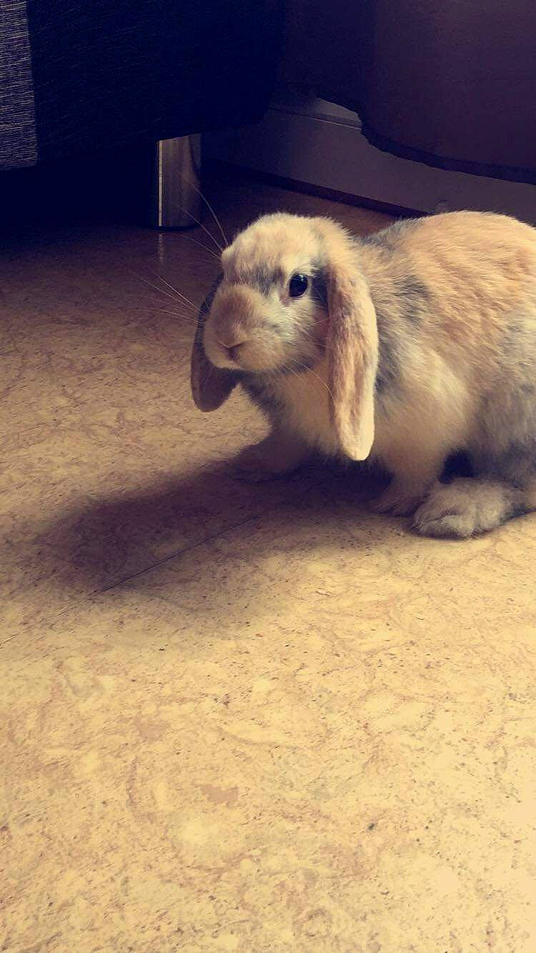 Maurice a rejoint le concours — aidez-le/la à gagner de superbes lots ! domestic_rabbit, ear, fawn, hare, rabbit, rabbits_and_hares, skin, snout