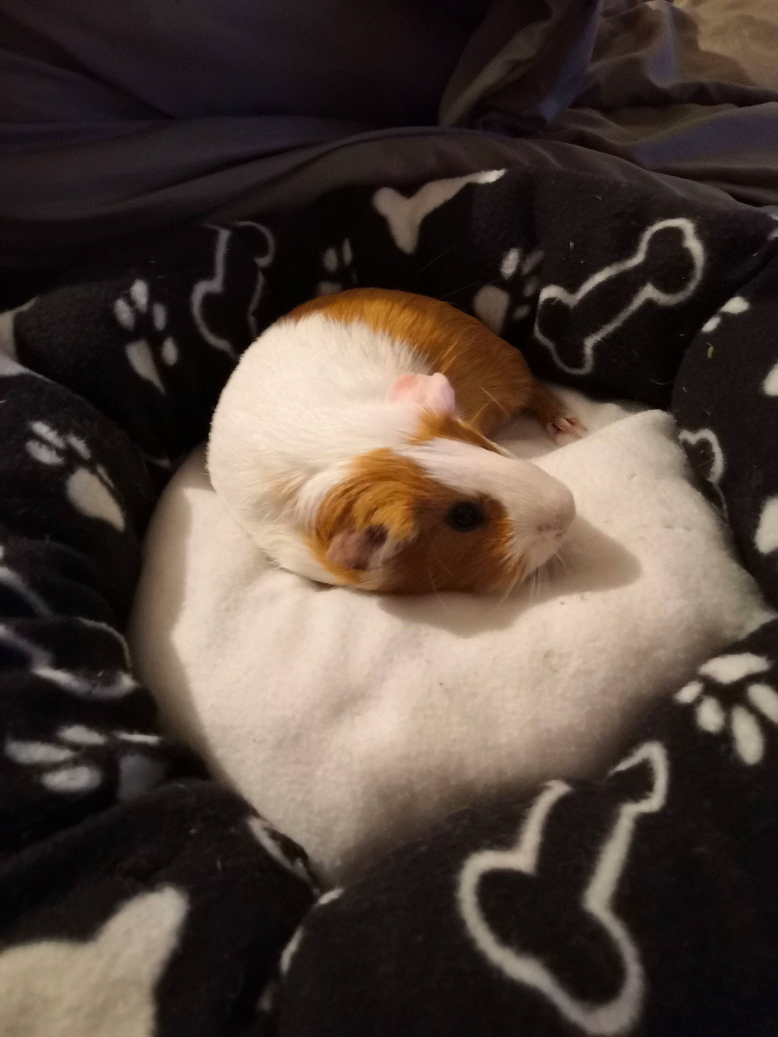 Leonard a rejoint le concours — aidez-le/la à gagner de superbes lots ! canidae, carnivore, companion_dog, dog, dog_breed, fawn, guinea_pig, puppy, puppy_love, shih_tzu, toy_dog