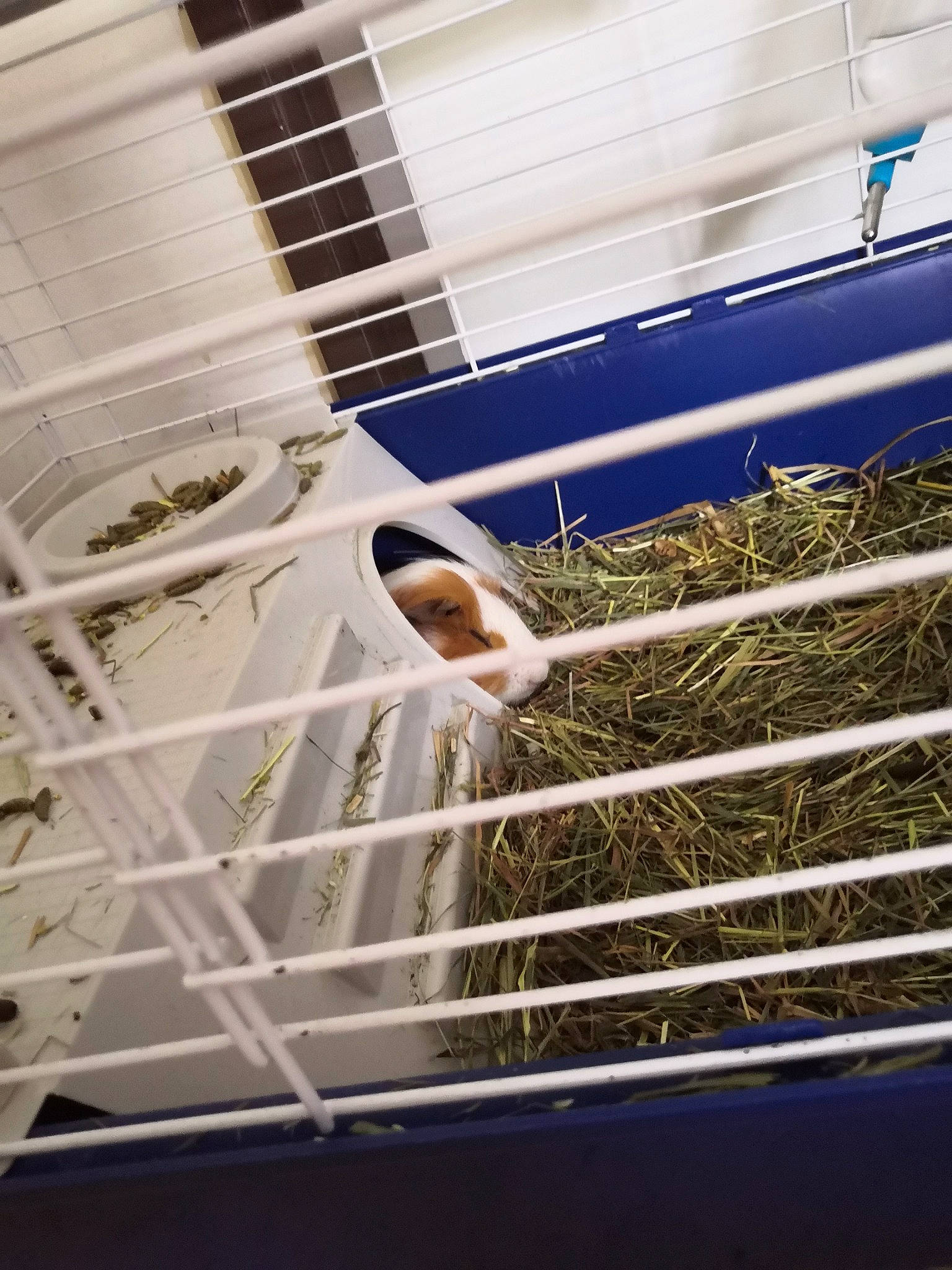 Leonard a rejoint le concours — aidez-le/la à gagner de superbes lots ! animal_shelter, cage, hamster, muridae, muroidea, plant, rodent