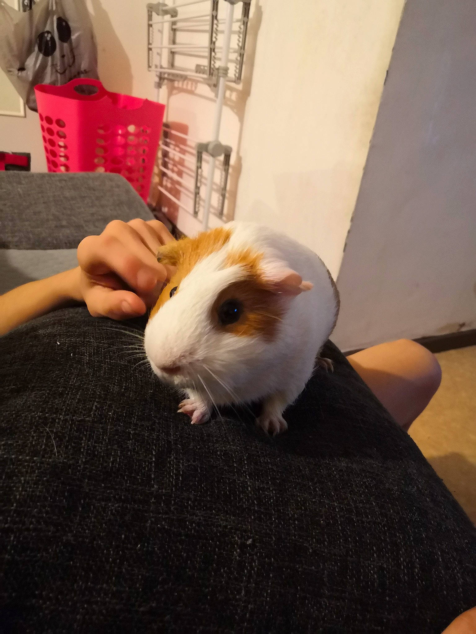 Leonard participe au concours pour gagner de l'argent avec cette photo : fawn, guinea_pig, hamster, rodent, skin, whiskers