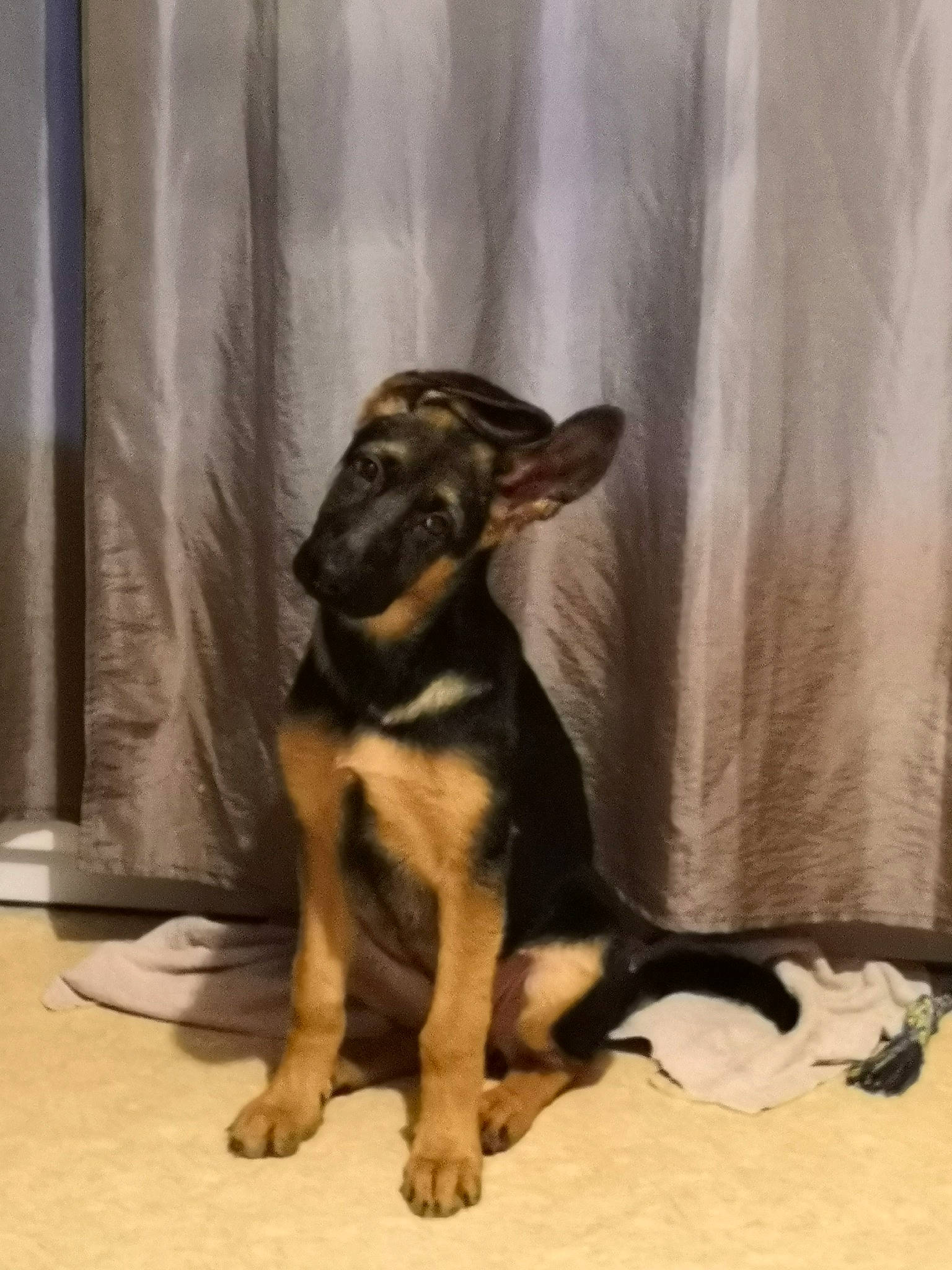 Athéna a rejoint le concours — aidez-le/la à gagner de superbes lots ! canidae, carnivore, dog, dog_breed, east_european_shepherd, fawn, german_shepherd_dog, mammal, puppy, snout, vertebrate