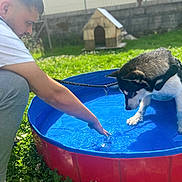Yougo a rejoint le concours — aidez-le/la à gagner de superbes lots ! dog, person, pool, water, grass, doghouse, leash, sunlight, outdoor, playful, black_and_white_dog, young_man, sneakers, summer, backyard, pet, animal, curious, interaction, nature