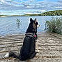 Yougo participe au concours pour gagner de l'argent avec cette photo : dog, husky, lake, water, outdoor, nature, sky, clouds, trees, concrete, sitting, calm, landscape, animal, pet, daytime, reflection, scenic, leash, harness
