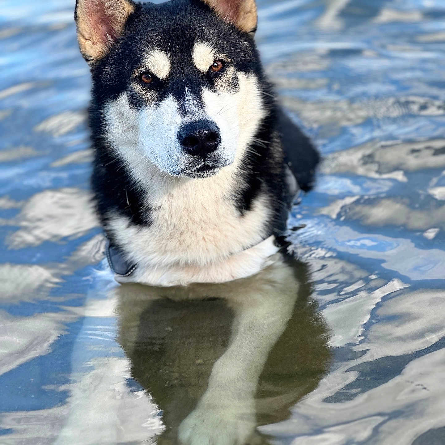 Yougo participe au concours pour gagner de l'argent avec cette photo : animal, calm, canine, dog, ears, eyes, fur, husky, lake, muzzle, nature, outdoor, paw, pet, portrait, reflection, shallow_water, snout, summer, water