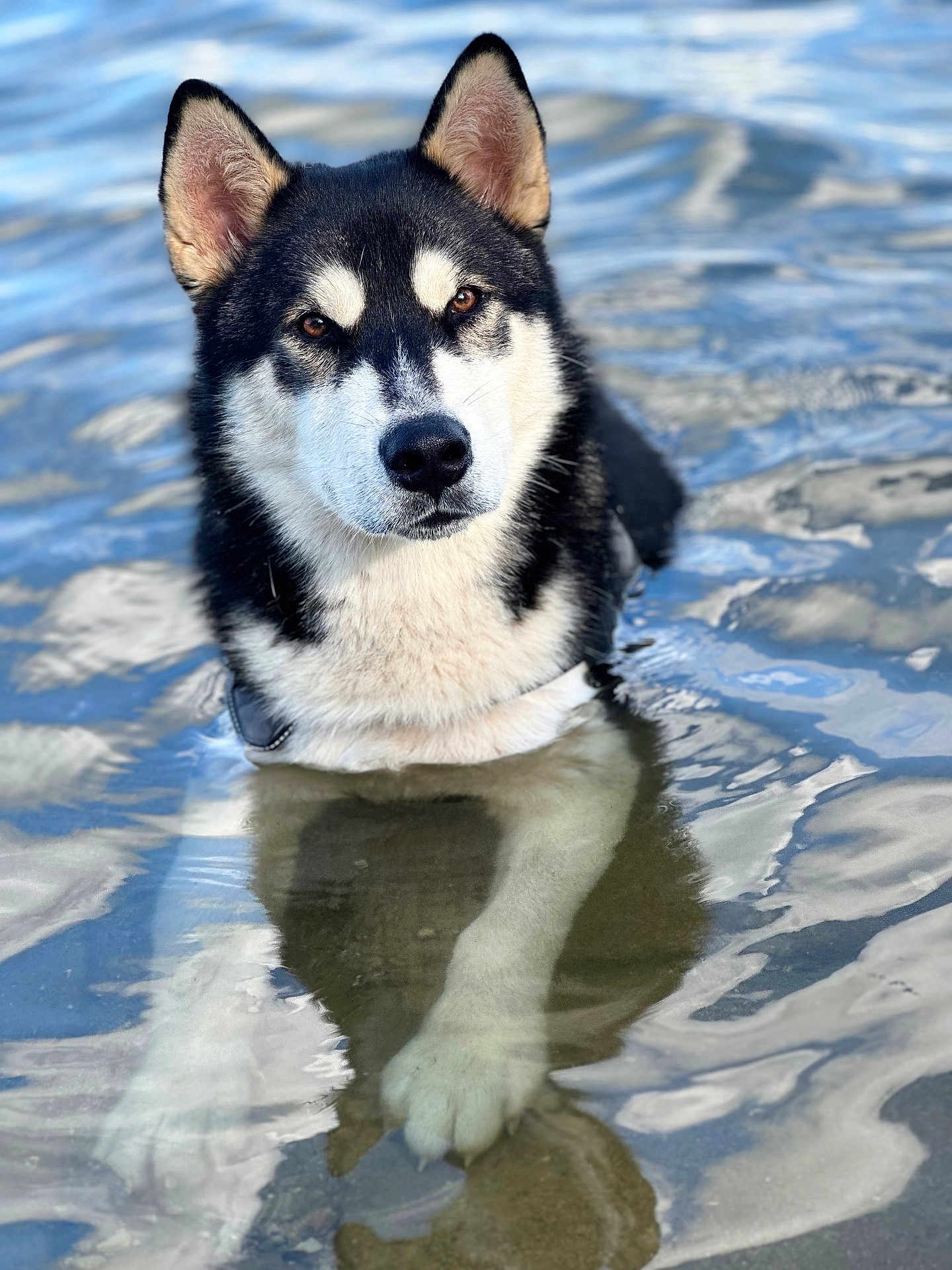 Yougo participe au concours pour gagner de l'argent avec cette photo : dog, husky, water, animal, pet, portrait, outdoor, nature, reflection, shallow_water, fur, ears, eyes, calm, lake, canine, muzzle, snout, paw, summer