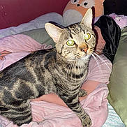 Squeak is registered to the contest to win money with this photo: cat, tabby_cat, person, blanket, plush_toy, fox_pillow, bed, indoor, sleepwear, head_covering, feline, pet, resting, cozy, pink_blanket, striped_fur, whiskers, soft_toys, relaxation, animal