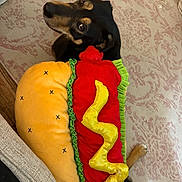 Rosie is registered to the contest to win money with this photo: dog, plush_toy, hot_dog, carpet, indoor, pet, animal, toy, brown, black, fur, looking_up, lying_down, floor, cozy, cute, soft, decor, home, relaxed