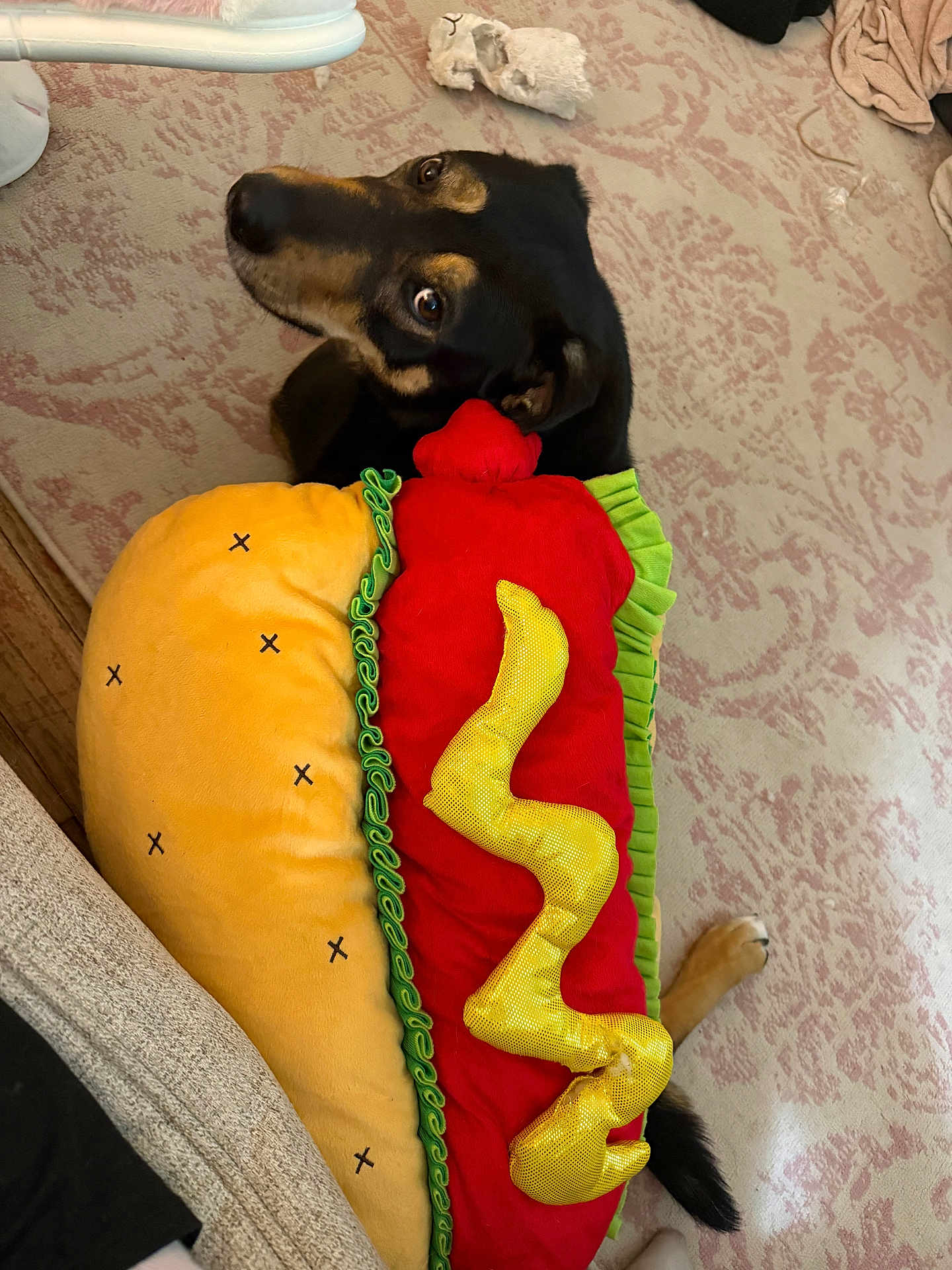 Rosie is registered to the contest to win money with this photo: dog, plush_toy, hot_dog, carpet, indoor, pet, animal, toy, brown, black, fur, looking_up, lying_down, floor, cozy, cute, soft, decor, home, relaxed