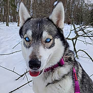 Robin is registered to the contest to win money with this photo: dog, husky, blue_eyes, snow, forest, winter, outdoor, animal, pet, collar, leash, tongue, fur, canine, nature, trees, playful, close_up, wildlife, happy