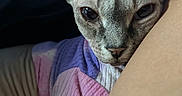 Cleopatra joined the competition — help win amazing prizes! sphynx_cat, cat, pet, animal, hairless_cat, sweater, colorful_clothing, indoor, close_up, face, ears, wrinkles, looking, person_arm, cozy, soft_light, mysterious, intense_gaze, feline, domestic_cat