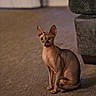 Cleopatra joined the competition — help win amazing prizes! sphynx_cat, cat, hairless_cat, indoor, carpet, furniture, couch, pet, animal, sitting, ears, whiskers, alert, looking, floor, home, cozy, evening, domestic_cat, portrait