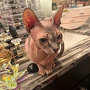 Cleopatra joined the competition — help win amazing prizes! sphynx_cat, cat, pet, hairless_cat, ears, wrinkled_skin, marble_countertop, perfume_bottles, makeup_organizer, indoor, curious, animal, feline, tabletop, beauty_products, container, cosmetics, closeup, domestic_animal, looking
