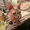 sphynx_cat, cat, pet, hairless_cat, ears, wrinkled_skin, marble_countertop, perfume_bottles, makeup_organizer, indoor, curious, animal, feline, tabletop, beauty_products, container, cosmetics, closeup, domestic_animal, looking