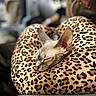 Cleopatra joined the competition — help win amazing prizes! sphynx_cat, cat, sleeping, legs, leopard_print, leggings, pattern, animal, pet, resting, indoor, cozy, fashion, closeup, blurred_background, hand, human, casual, relaxation, cute
