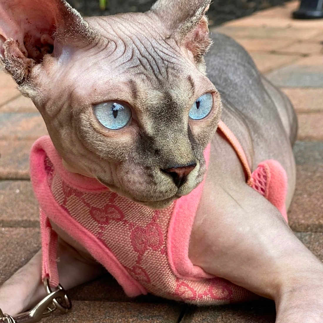Cleopatra joined the competition — help win amazing prizes! sphynx_cat, hairless_cat, blue_eyes, pink_harness, outdoor, patio, brick_floor, pet, animal, close_up, feline, resting, alert, skin_texture, ears, whiskers, domestic_cat, cute, sunlight, nature