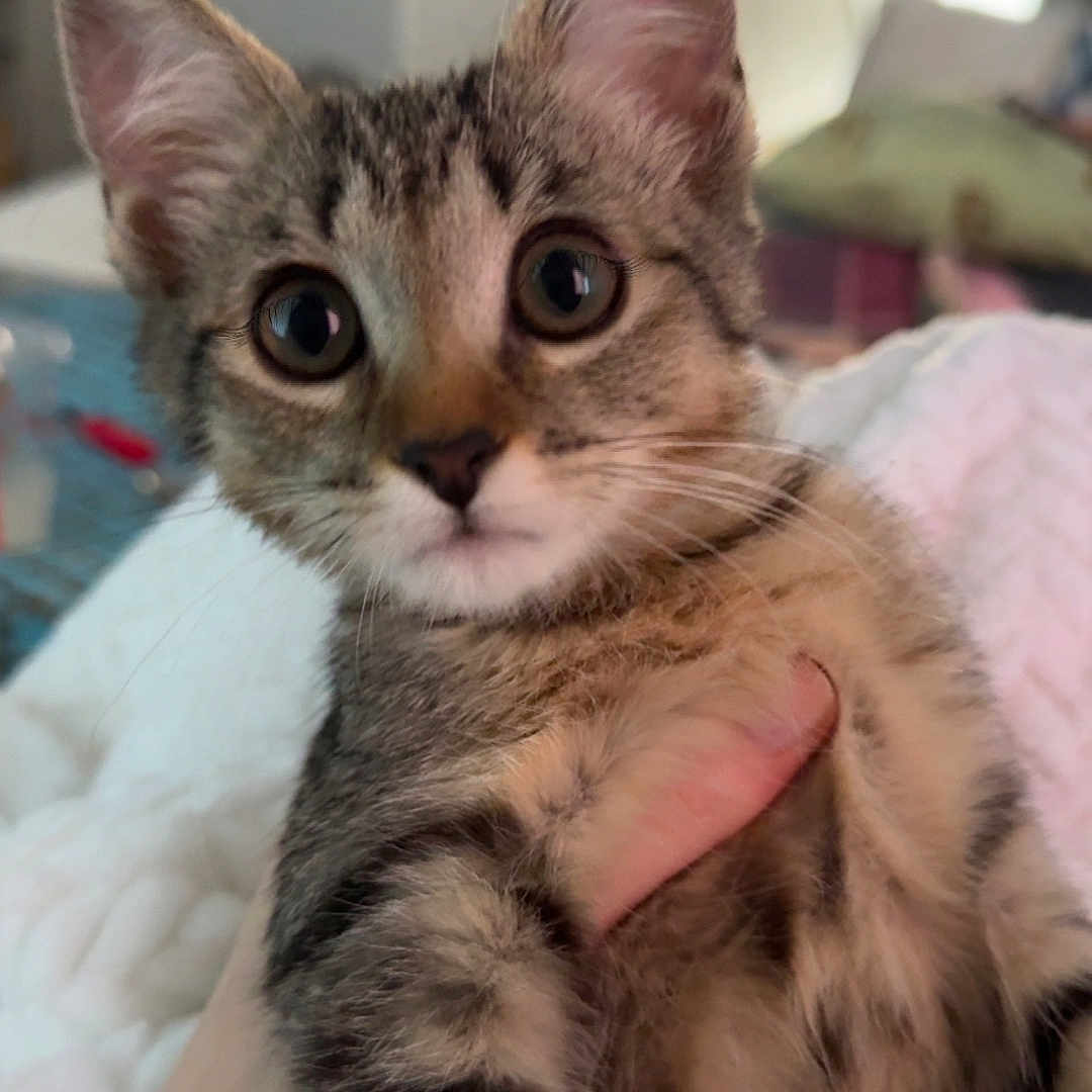Mango is registered to the contest to win money with this photo: kitten, cat, tabby, wide_eyes, fur, pet, indoor, hand, cute, young, animal, feline, close_up, portrait, cozy, soft_lighting, curious, whiskers, ears, domestic