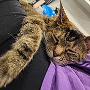 Little Pete is registered to the contest to win money with this photo: cat, tabby, sleeping, paw, fur, animal, pet, closeup, indoor, relaxing, cozy, mammal, whiskers, ear, face, nap, soft, feline, domestic_cat, resting