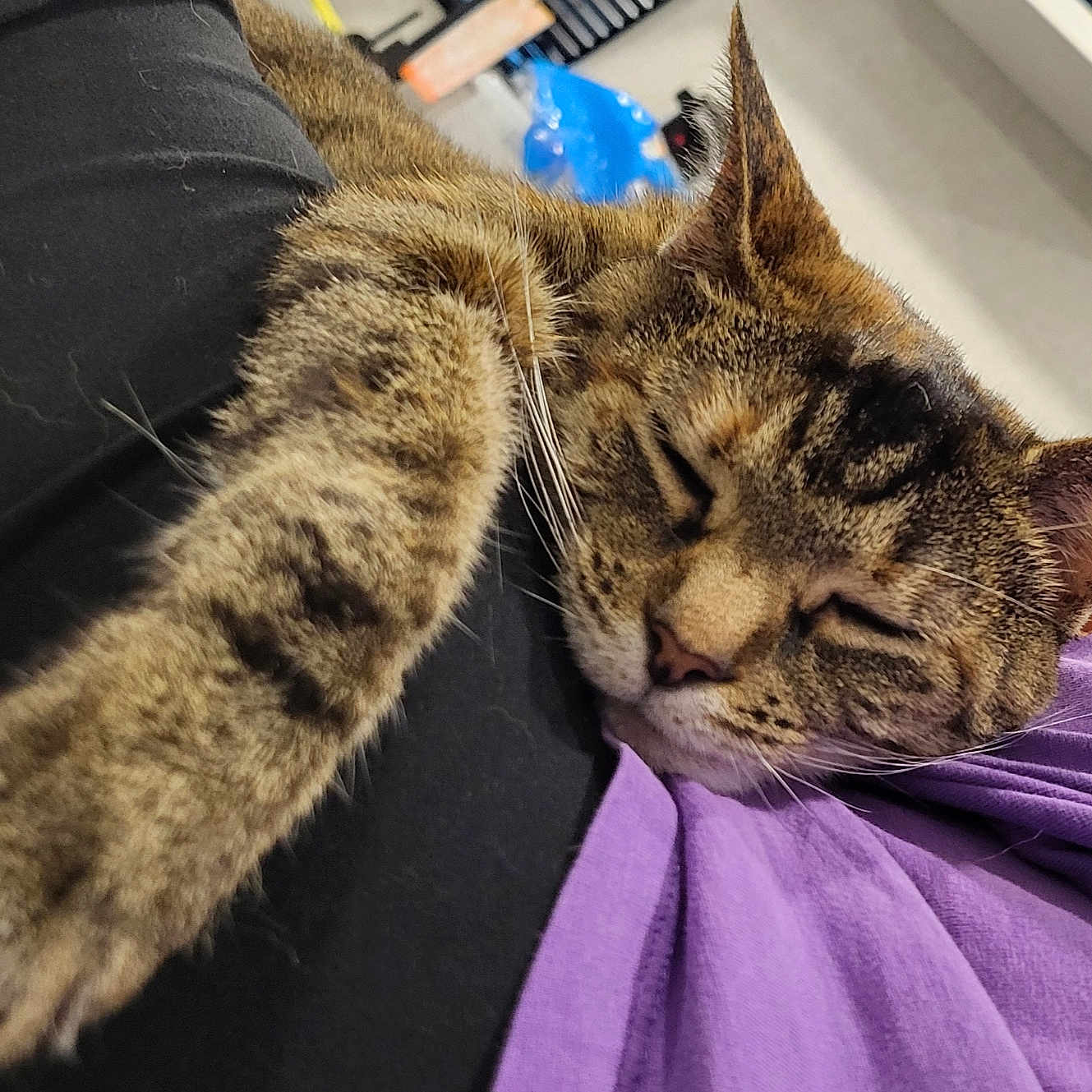 Little Pete is registered to the contest to win money with this photo: animal, cat, closeup, cozy, domestic_cat, ear, face, feline, fur, indoor, mammal, nap, paw, pet, relaxing, resting, sleeping, soft, tabby, whiskers