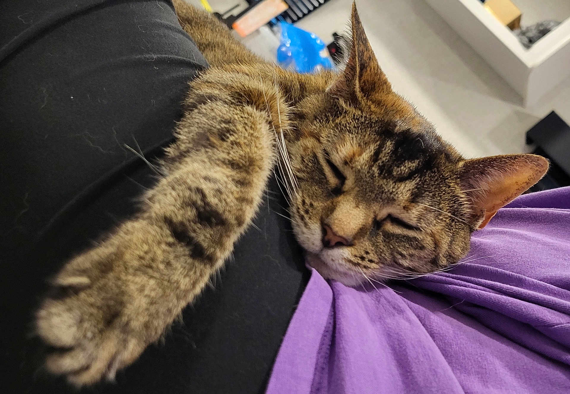 Little Pete is registered to the contest to win money with this photo: cat, tabby, sleeping, paw, fur, animal, pet, closeup, indoor, relaxing, cozy, mammal, whiskers, ear, face, nap, soft, feline, domestic_cat, resting