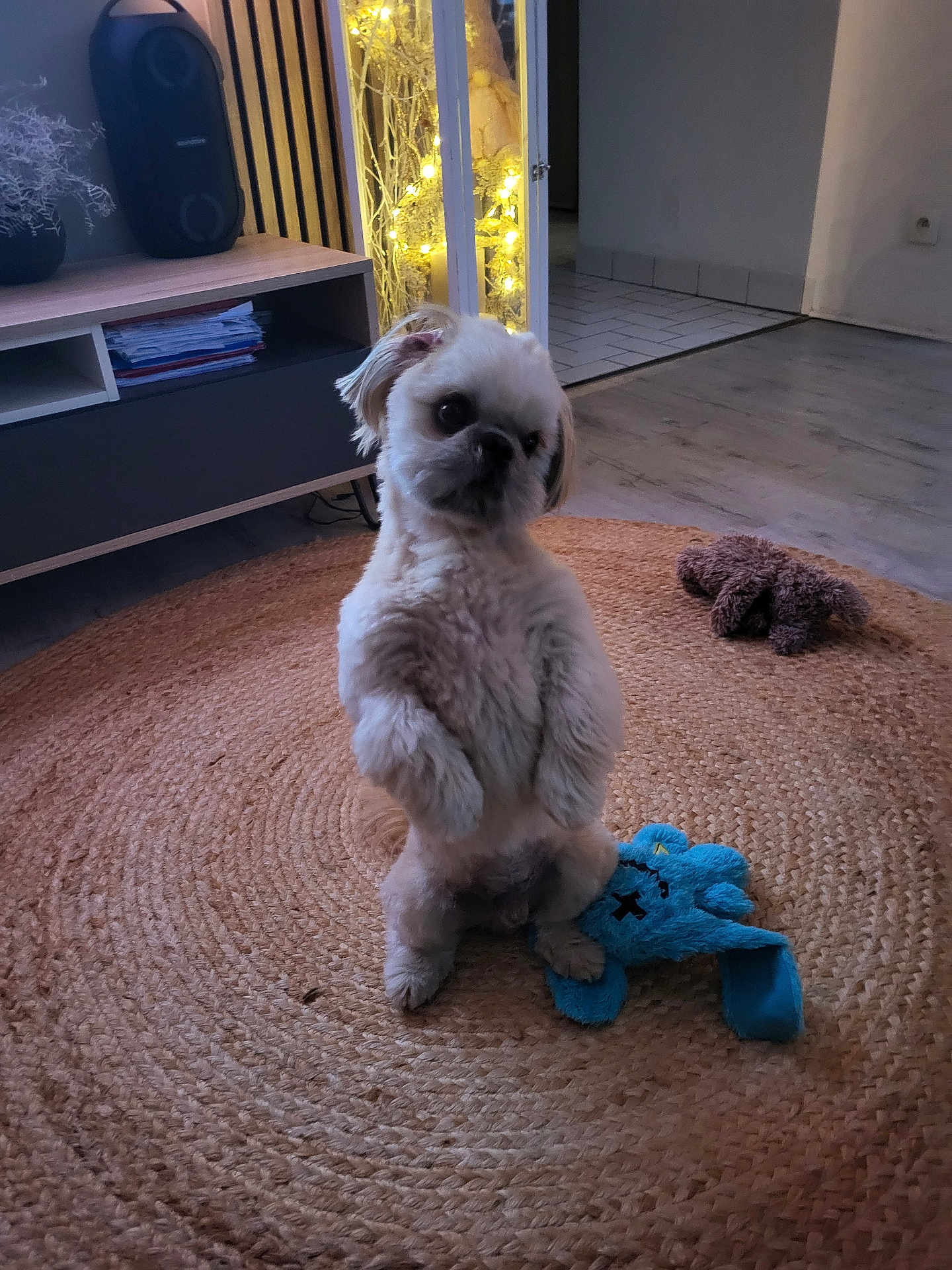 Swan a rejoint le concours — aidez-le/la à gagner de superbes lots ! dog, indoor, plush_toy, rug, wood_floor, cabinet, speaker, lighting, curious, pet, small_dog, toy, decor, furniture, cozy, flooring, standing, brown, blue, animal