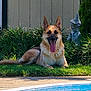 dog, german_shepherd, tongue_out, grass, pool, outdoor, pet, animal, sunlight, garden, statue, relaxing, canine, fence, summer, nature, mammal, happy, resting, backyard