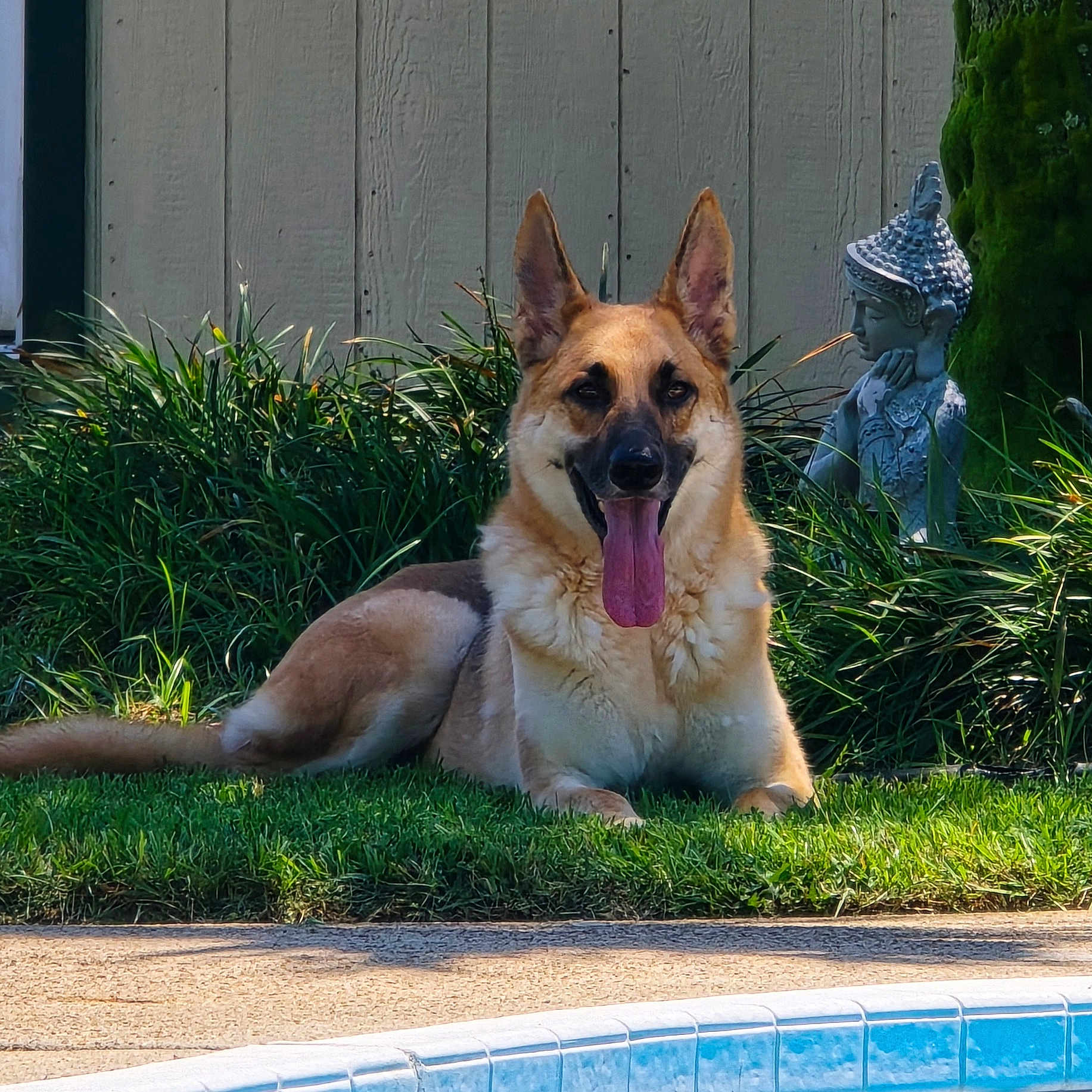 Zeus Von Barkington joined the competition — help win amazing prizes! animal, backyard, canine, dog, fence, garden, german_shepherd, grass, happy, mammal, nature, outdoor, pet, pool, relaxing, resting, statue, summer, sunlight, tongue_out