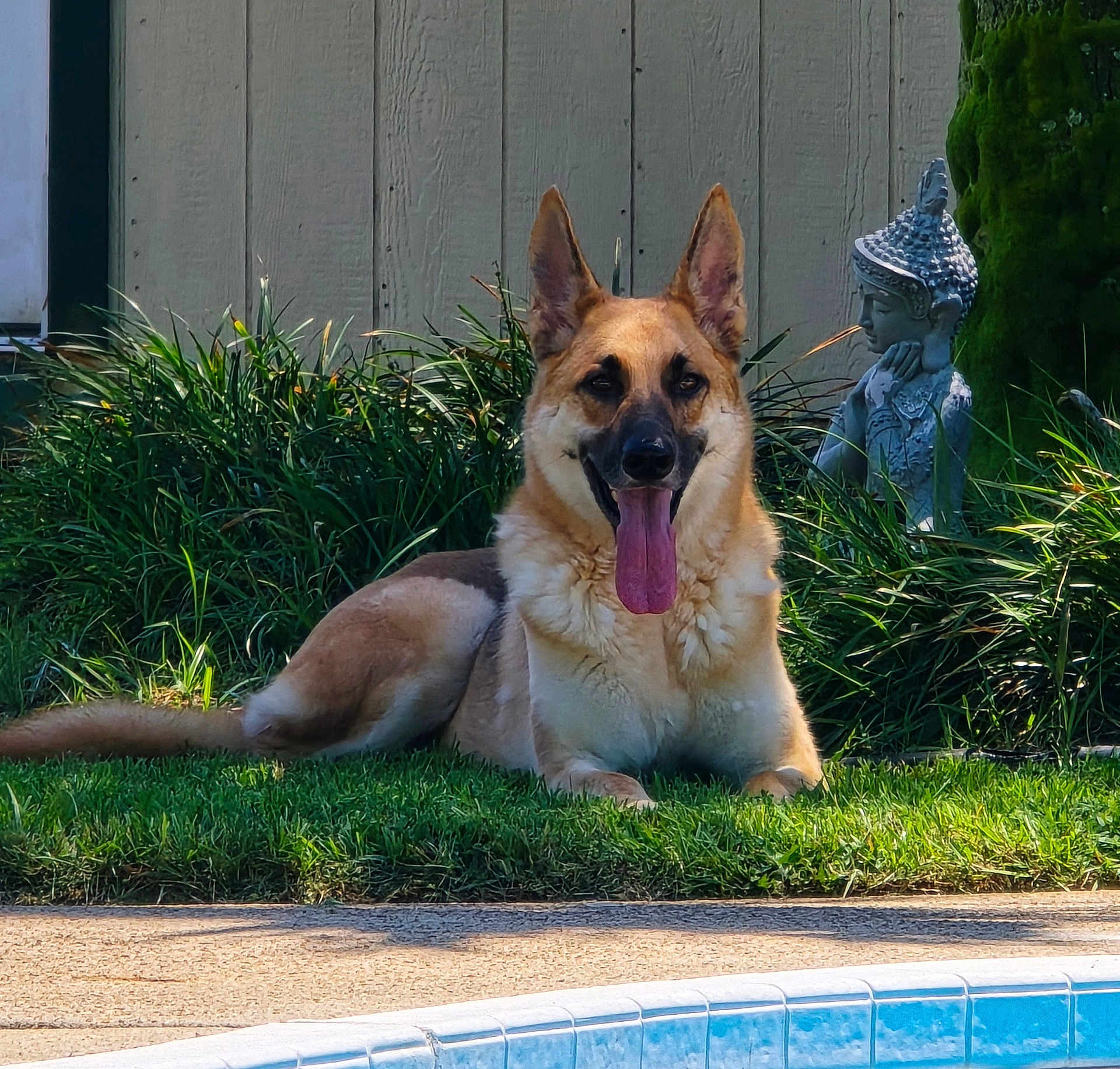 Zeus Von Barkington joined the competition — help win amazing prizes! dog, german_shepherd, tongue_out, grass, pool, outdoor, pet, animal, sunlight, garden, statue, relaxing, canine, fence, summer, nature, mammal, happy, resting, backyard