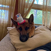 Dakota is registered to the contest to win money with this photo: dog, german_shepherd, birthday_hat, pillow, couch, indoor, curtains, window, relaxed, pet, animal, celebration, cozy, resting, soft_light, home, fur, ears, face, sleepy