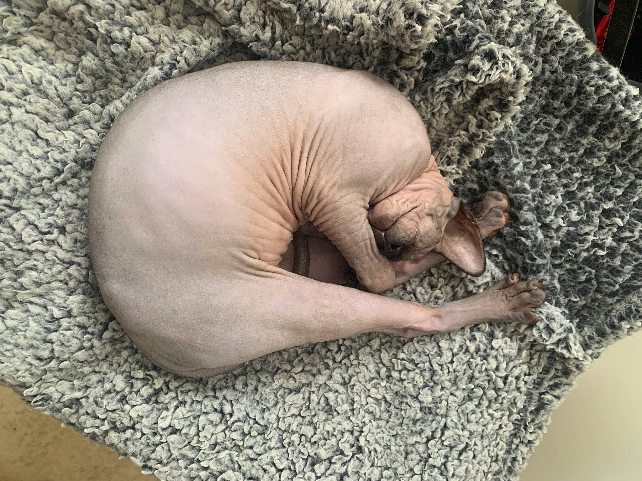 Beerus a rejoint le concours — aidez-le/la à gagner de superbes lots ! art, child, comfort, flesh, gesture, grass, herb, linens, nap, natural_foods, organism, plant, rock, sleep, soil, tree, trunk, vegetable, wood, wrinkle