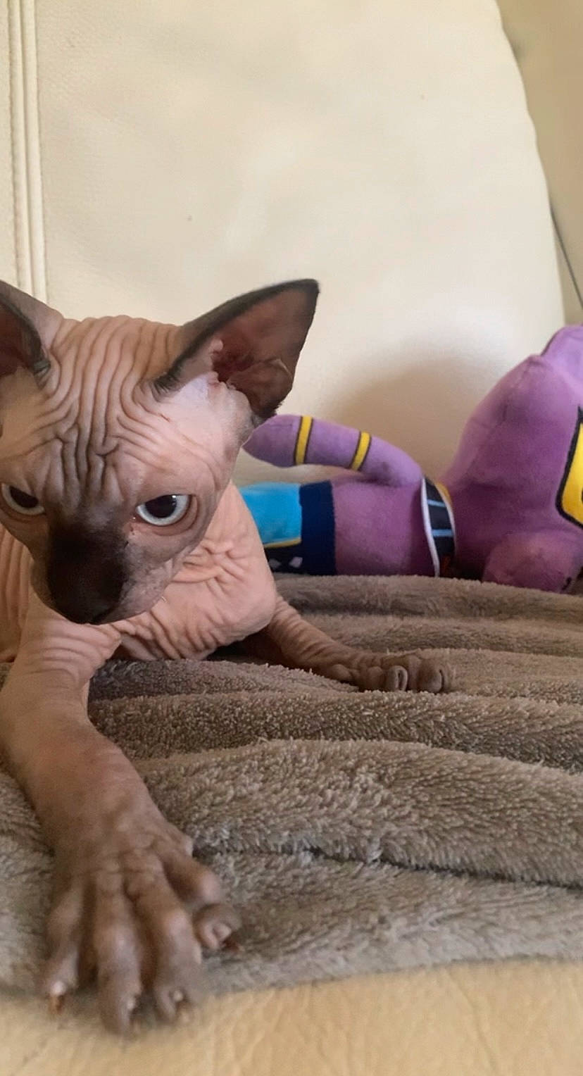 Beerus a rejoint le concours — aidez-le/la à gagner de superbes lots ! bedding, carnivore, comfort, companion_dog, couch, dog, dog_breed, dog_supply, donskoy, fawn, felidae, fur, linens, pillow, snout, terrestrial_animal, toy, toy_dog, whiskers, wrinkle