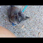 Poupy participe au concours pour gagner de l'argent avec cette photo : cat, gray_cat, leash, outdoor, gravel, ground, person_arm, pet, animal, small_cat, sitting, close_up, nature, daylight, fur, collar, curious, walking, companion, sidewalk