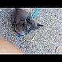 cat, gray_cat, leash, outdoor, gravel, ground, person_arm, pet, animal, small_cat, sitting, close_up, nature, daylight, fur, collar, curious, walking, companion, sidewalk