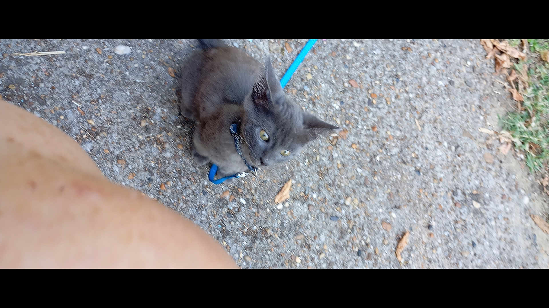 Poupy participe au concours pour gagner de l'argent avec cette photo : cat, gray_cat, leash, outdoor, gravel, ground, person_arm, pet, animal, small_cat, sitting, close_up, nature, daylight, fur, collar, curious, walking, companion, sidewalk
