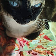 Nina participe au concours pour gagner de l'argent avec cette photo : animal, blue_eyes, cat, close_up, colorful, cute, domestic_animal, face, feline, focused, fur, indoor, needlepoint, patterned_surface, pet, pixel_art, portrait, sitting, texture, whiskers