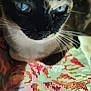 animal, blue_eyes, cat, close_up, colorful, cute, domestic_animal, face, feline, focused, fur, indoor, needlepoint, patterned_surface, pet, pixel_art, portrait, sitting, texture, whiskers