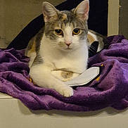 Api participe au concours pour gagner de l'argent avec cette photo : cat, animal, pet, feline, purple_blanket, indoor, resting, cute, fur, whiskers, ears, eyes, face, front_paws, lying_down, domestic, cozy, relaxed, looking_at_camera, quiet