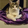cat, animal, pet, feline, purple_blanket, indoor, resting, cute, fur, whiskers, ears, eyes, face, front_paws, lying_down, domestic, cozy, relaxed, looking_at_camera, quiet