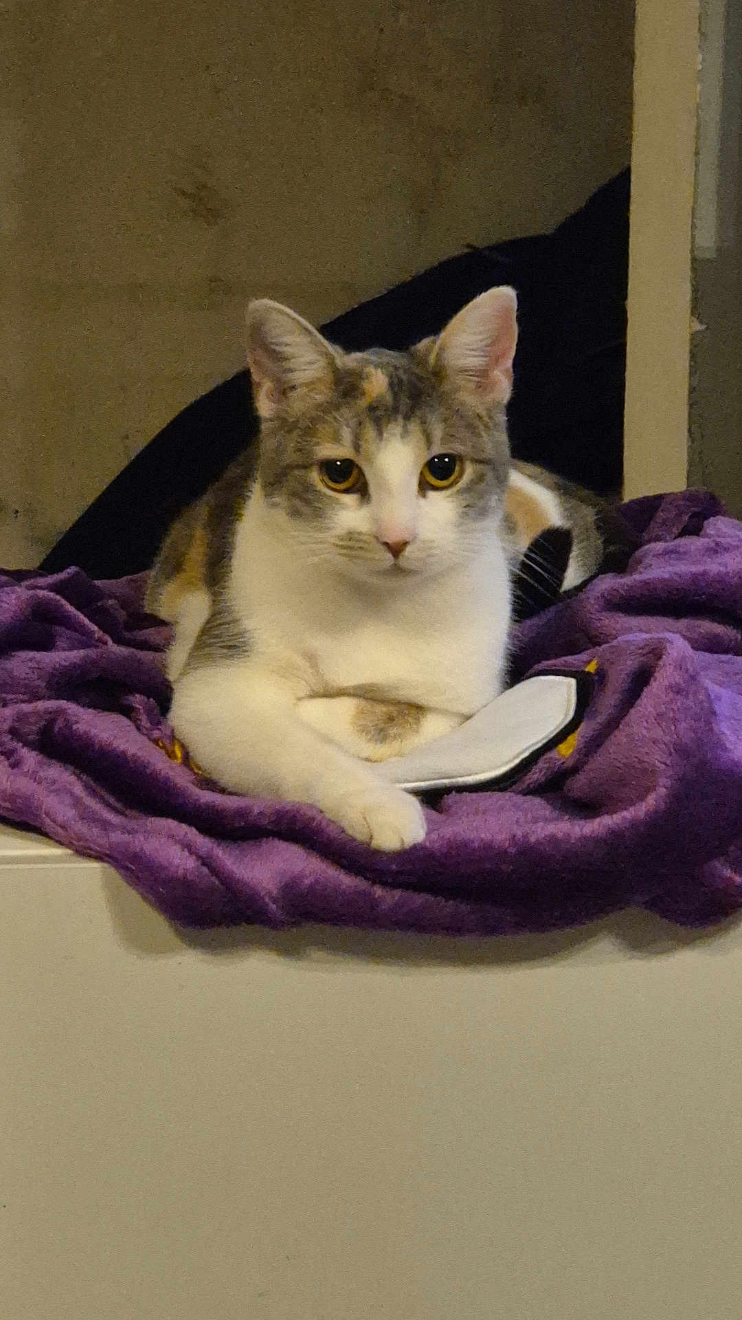 Api participe au concours pour gagner de l'argent avec cette photo : cat, animal, pet, feline, purple_blanket, indoor, resting, cute, fur, whiskers, ears, eyes, face, front_paws, lying_down, domestic, cozy, relaxed, looking_at_camera, quiet