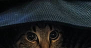 Bum joined the competition — help win amazing prizes! animal, cat, closeup, cozy, curious, cute, dark, eyes, fabric, fur, hidden, indoor, mystery, paws, peeking, pet, portrait, soft_light, tabby, whiskers