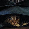 cat, animal, pet, hidden, peeking, eyes, fur, cozy, dark, fabric, indoor, cute, whiskers, tabby, closeup, portrait, mystery, soft_light, curious, paws